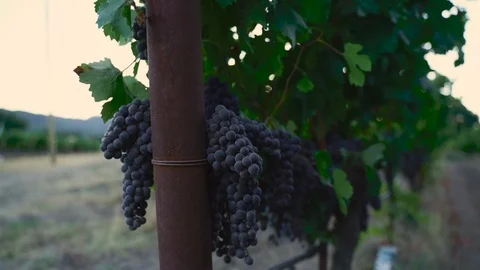 Panning to the side on a stack of grapes in the Napa valley Stock Footage 116180567