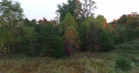 Panning Sideways by the Treeline Stock Footage 56269436