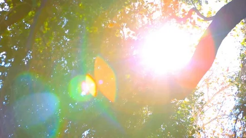 Panning sideways to trees/sun Stock Footage 85491919
