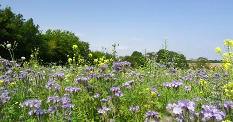 Panning, slow motion shot of a field of phacelia growing on a farm in the U.. Stock Footage 282580778