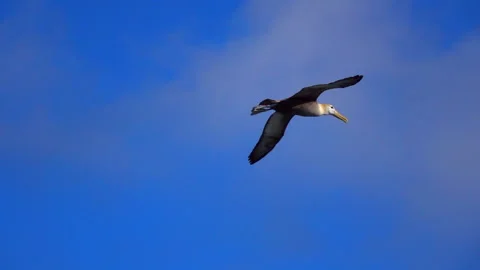 Panning Slow Motion Shot Of Waved Albatross Bird Flying On Blue Sky During Sunny Stock Footage 276313856