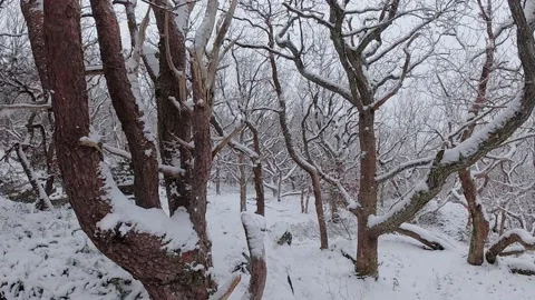 Panning slow motion view of snow falling in the woods Stock Footage 146902211