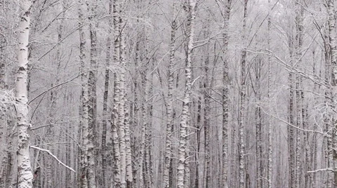 Panning snowy winter forest 스톡 동영상 45696889