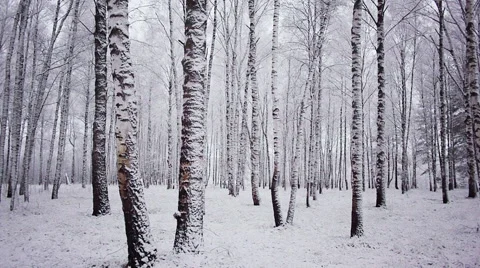 Panning snowy winter forest Vidéo 45697068