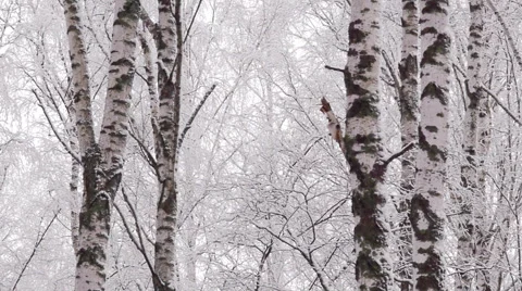 Panning snowy winter forest 스톡 동영상 45697492