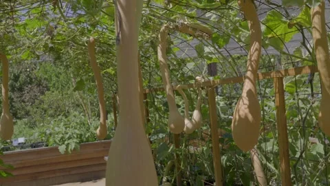 Panning squash hanging on trellis urban farm Stock Footage 346263466