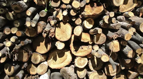Panning stack of cut trees Stock Footage 37978228