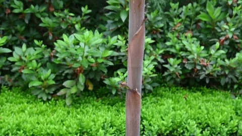 Panning up a stalk Stock Footage 318909169