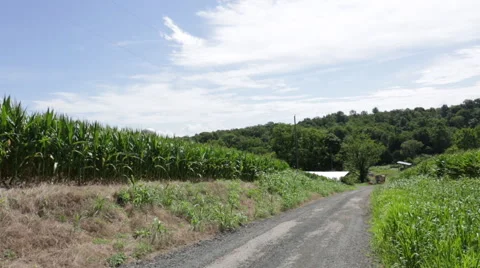 Panning by stalks of corn Stock Footage 66501170