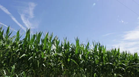 Panning by stalks of corn Stock Footage 66501257
