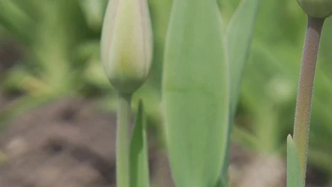 Panning up the stem of red tulip bud.  Blurred background. Video stock 71378912
