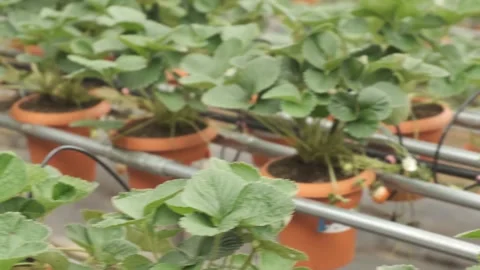 Panning strawberry plant Stock Footage 259645852