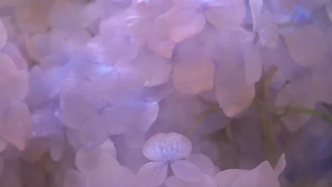 Panning of summer garden view through rainy window. Stock Footage 98679840
