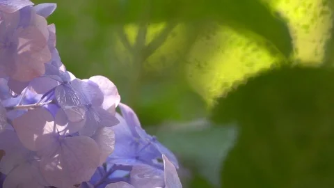 Panning of summer garden view through wet window. Stock Footage 98680056