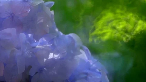 Panning of summer garden view through rainy window. Stock Footage 98680192