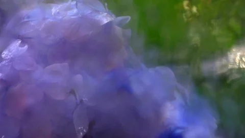 Panning of summer garden view through rainy window. 스톡 동영상 98682228