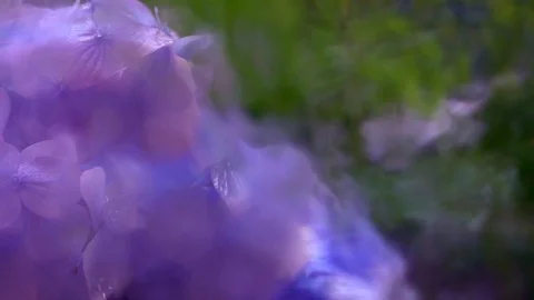 Panning of summer garden view through rainy window. Slow motion of water drip Stock Footage 98682358