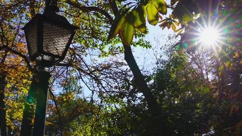 Panning sun ray bursting through fall leaves Stock Footage 119327217