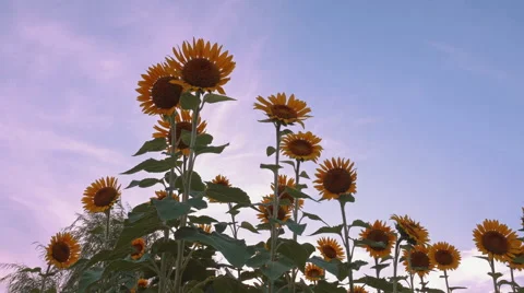 Panning Sunflowers dancing in wind, retro mood Stock Footage 65970883