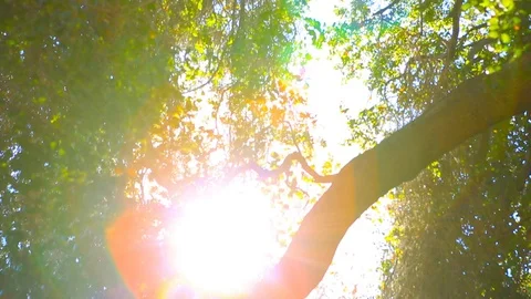 Panning up to Sun/trees 스톡 동영상 85491841