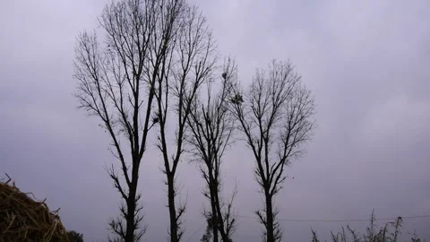 Panning up on tall leafless trees or deciduous trees in cloudy weather Stock Footage 287545735