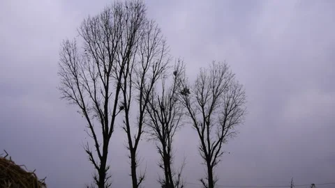 Panning up on tall leafless trees or deciduous trees in cloudy and gloomy Stock Footage 287552979