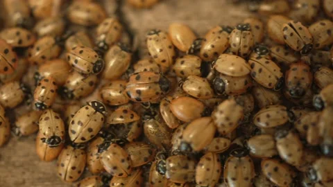 Panning thousands of dead lady bugs Stock Footage 153556840
