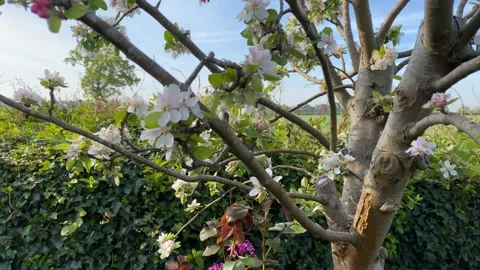 Panning through an apple tree Stock Footage 188043700