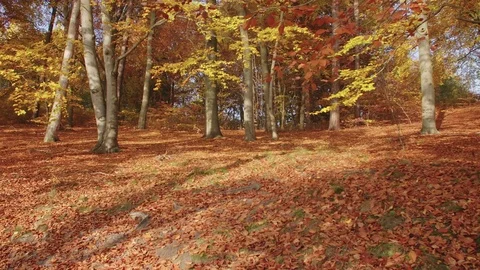 Panning through a beautiful autumn forest Видео 76204543