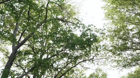 Panning through a big green tree with a sun flare through leaves in the springti Stock Footage 309125098