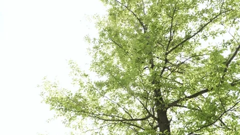 Panning through a big green tree with a sun flare through leaves in the springti Stock Footage 309125126