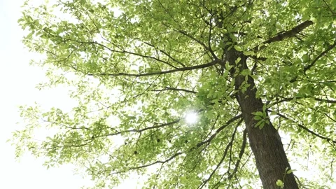 Panning through a big green tree with a sun flare through leaves in the springti Stock Footage 309125130