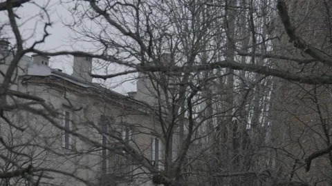 Panning through branches. 4K Vidéo 147205110