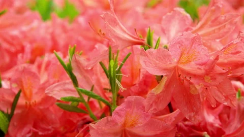 Panning through bright red flowers Stock Footage 159316909