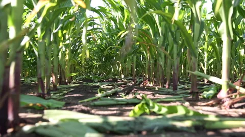 Panning through a cornfield Stockbeeldmateriaal 45696463