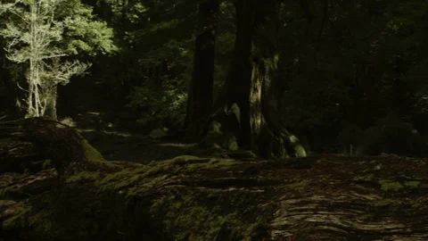 Panning through a dark forest with heavy shadow, New Zealand Stock Footage 89573188