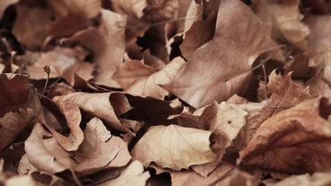 Panning through a dead brown pile of leaves on the ground during winter time. Stock Footage 293511588