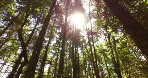 Panning through a forest canopy Stock Footage
