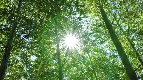 Panning through a forest Video stock 67576977