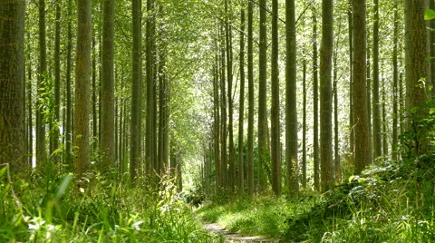 Panning through a forest Video stock gratuito 67577703