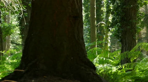 Panning through a forest Video stock gratuito 67704835