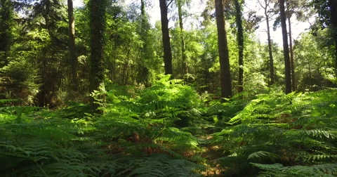 Panning through a forest Stock Footage