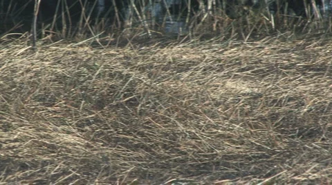 Panning through the gator Video stock 2915808