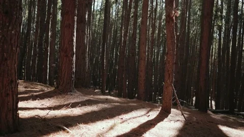 Panning through gorgeous sunlit pine tree forest isle Stock Footage 142298209