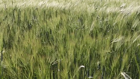 Panning through green field of young barley waves moved by summer wind. Stock Footage 77974548