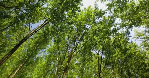 Panning through a green forest, looking straight up into the branches. Beautiful 動画素材 163410232