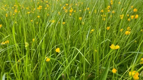 Panning through long grass with buttercups Stock Footage 240867636