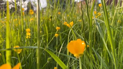 Panning through long grass with buttercups Stock Footage 240867647