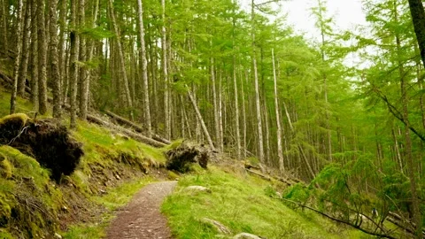 Panning Through Lush Green Forest Trail with Winding Dirt Path in Scottish Stock Footage 346921613