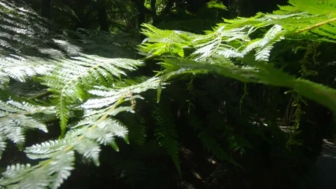 Panning through a lush green rain forest crossing multiple farn leaves Stock Footage 182867268